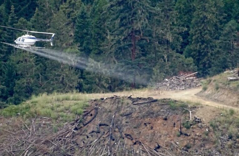 Stopping the ‘rain of death’ on Canada’s forests