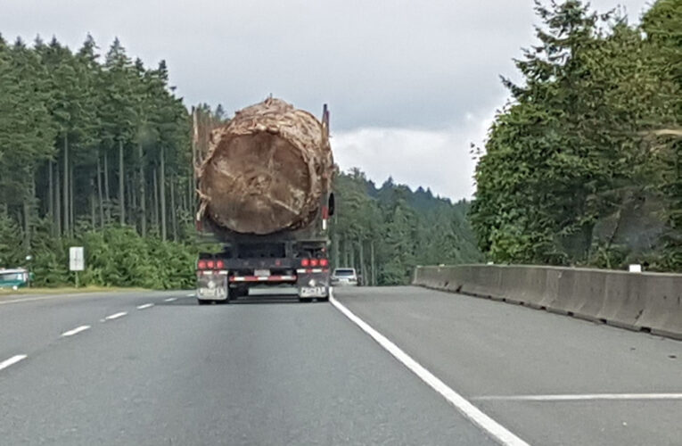 Liberals Promise $50 Million to Protect Old Growth. Not Enough