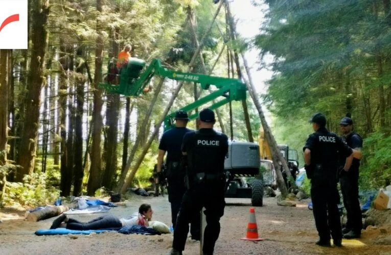 Double standard: B.C. requires Indigenous consent for forest conservation but not logging
