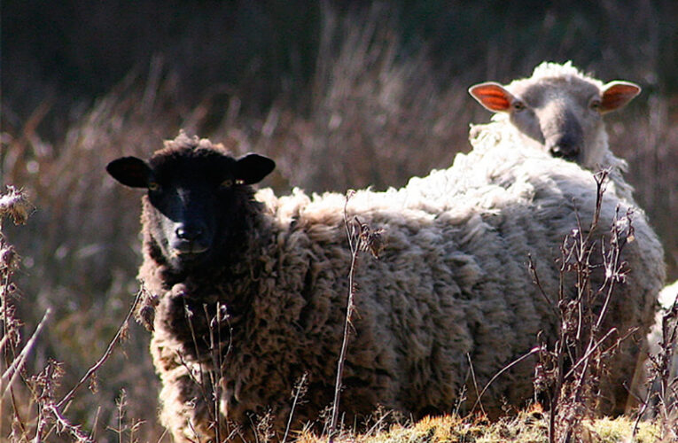 On Lasqueti Island, a Wild and Woolly Issue Has Divided Residents