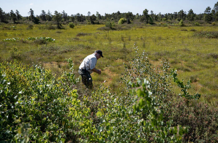 Canada’s Peatlands Save Us From Wildfires and Floods