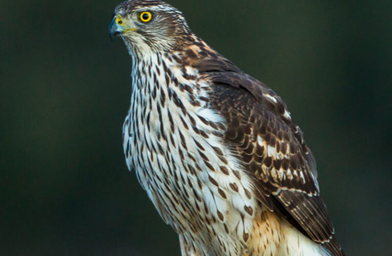 Next for Fairy Creek? Science Must Trump Politics