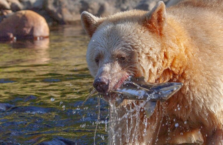 Spirit Bears Have a Special Power When Hunting