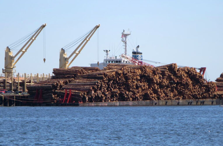 Counting the Job Cost of Halting Old-Growth Logging