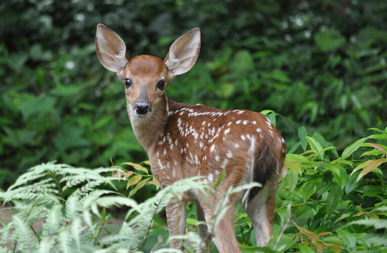 COVID Has Spread to White-tailed Deer, Say Researchers