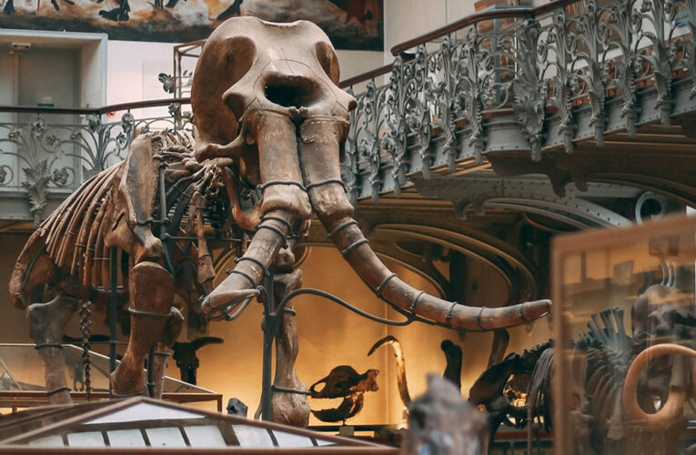 Leave the Woolly Mammoth Alone